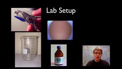 AP Biology Lab 2: Enzyme Catalysis Instructional Video