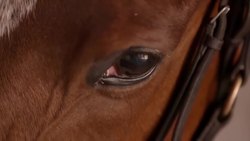 Horses! Learn about Horses for Children Instructional Video