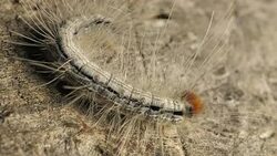 Caterpillar Moving Slowly Stock Footage