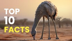 DID YOU KNOW- Ostriches Have Three Stomachs Instructional Video