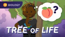 Biological Diversity, Butts, and the Tree of Life: Crash Course Biology #18 Instructional Video
