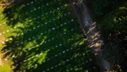 Old Cemetery in a park (aerial) Stock Footage