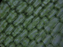 Células: video de evaluación Instructional Video