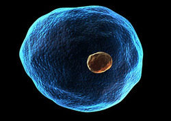Nucleus (biology) Instructional Video