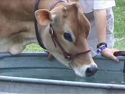 What Do Living Things Need?: Water Instructional Video