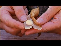 Saving Seeds from the Garden, part 2 Instructional Video