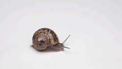 Close-up of crawling snail on white background Stock Footage