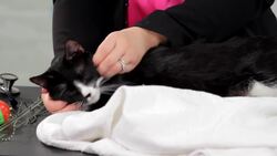 Top 3 Things Cats Like Instructional Video