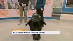 Paws and Pals: Troy will be your biggest fan News Clip