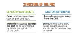 Understanding the Peripheral Nervous System: Structure and Functions Instructional Video
