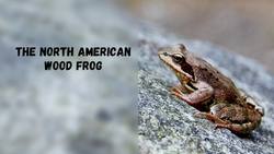 Science Kids: The "Ribbeting" World of Frogs Instructional Video