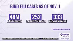 Avian Flu Is Affecting The Poultry Industry As The Holidays Approach News Clip