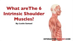 089 What are the Six Intrinsic Shoulder Muscles? Instructional Video