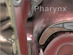 The Respiratory System Instructional Video