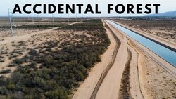 The Canal that Accidentally Grew a Forest in the Arizona Desert Instructional Video