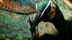 Elegant wild exotic bird with colorful artistic feathers. Close up of peacock textured plumage. Flying Indian green peafowl (Pavo cristatus) in real nature, vibrant pattern of luminous tail and wings. Stock Footage