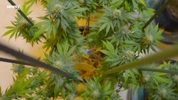 Surgeon General Issues Marijuana Warning For Teens And Pregnant Women News Clip