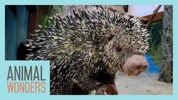 Kemosabe's New Habitat Instructional Video