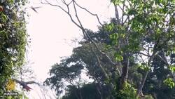 Last pocket of tropical rainforest in North America under threat News Clip