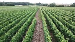 Vineyard Field Drone Shots News Clip