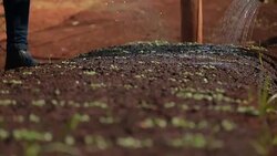 cultivation and harvesting of lettuce irrigation Stock Footage