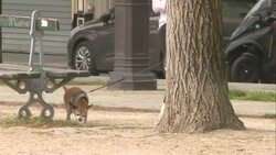 CLEAN : Coronavirus: Banks of the Ourcq canal busier than usual on day 26 of lockdown News Clip