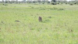 The Need for Speed: Unveiling the Fastest Creatures in the Animal Kingdom Instructional Video