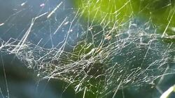 The spider web (cobweb) Stock Footage
