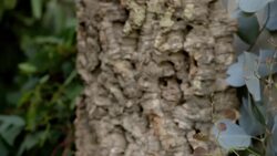 What Looks Like an Owl, Blends in With a Tree, and Smells Like a Skunk? Instructional Video