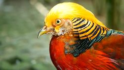 Magnificent elegant male of Chinese Red Golden pheasant, Chrysolophus Pictus outdoors. Dazzling Conspicuous Handsome wild exotic bird with Spectacular Plumage and Colorful tail Feathers in real nature Stock Footage