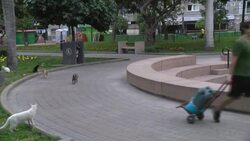 CLEAN : Voluntarios desafian al coronavirus para cuidar a gatos y perros en Peru News Clip