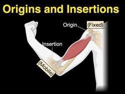 Origins and Insertions Instructional Video