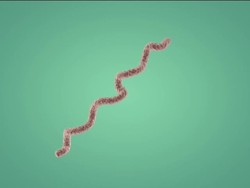 Classifying Monerans and Protists Review Instructional Video