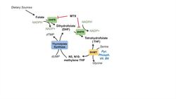 One Carbon Metabolism | Tetrahydrofolate and the Folate Cycle Instructional Video