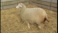Dolly the Sheep News Clip