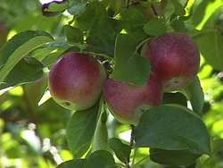 Otoño: plantas y animales en otoño Instructional Video