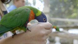 You Have To See This Amazing Video of Lorikeets Feeding on Nectar Instructional Video
