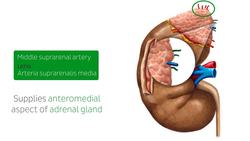 Arteries of abdomen and pelvis Instructional Video
