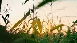Sunset at cornfield. Organic food. Stock Footage