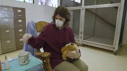 Zookeepers Play A Very Important Role In Getting The Weight Up on This Baby Ring Tailed Lemur Instructional Video