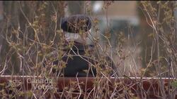 Bloc Québécois unveils plan to beat Liberals in Quebec News Clip