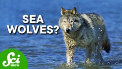 Wolves Have Taken Over a Marine Ecosystem Instructional Video