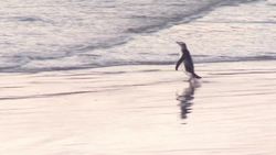 Flash: Yellow Eyed Penguin Instructional Video