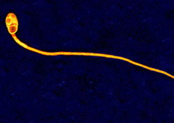 Haploid Instructional Video