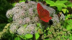 butterfly and insects pollinating a white flower Stock Footage