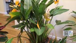 Garden Guide: Bird of Paradise plants bring incredible winter blooms indoors News Clip