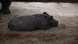 CLEAN : Female baby rhino born in French zoo News Clip