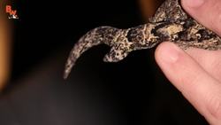 Two-Tailed Gecko! Instructional Video