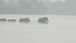 Elephants swimming across Zambezi river News Clip