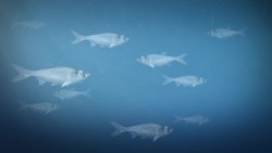 Silver carp linked to decline of native fish in the Mississippi River: Study Instructional Video
